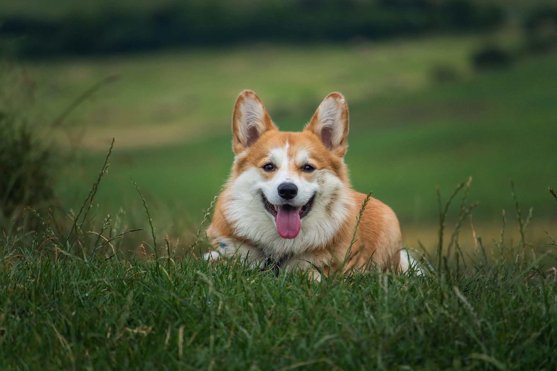 Dog gc8773190e 1920