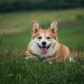 Dog gc8773190e 1920