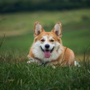 Dog gc8773190e 1920