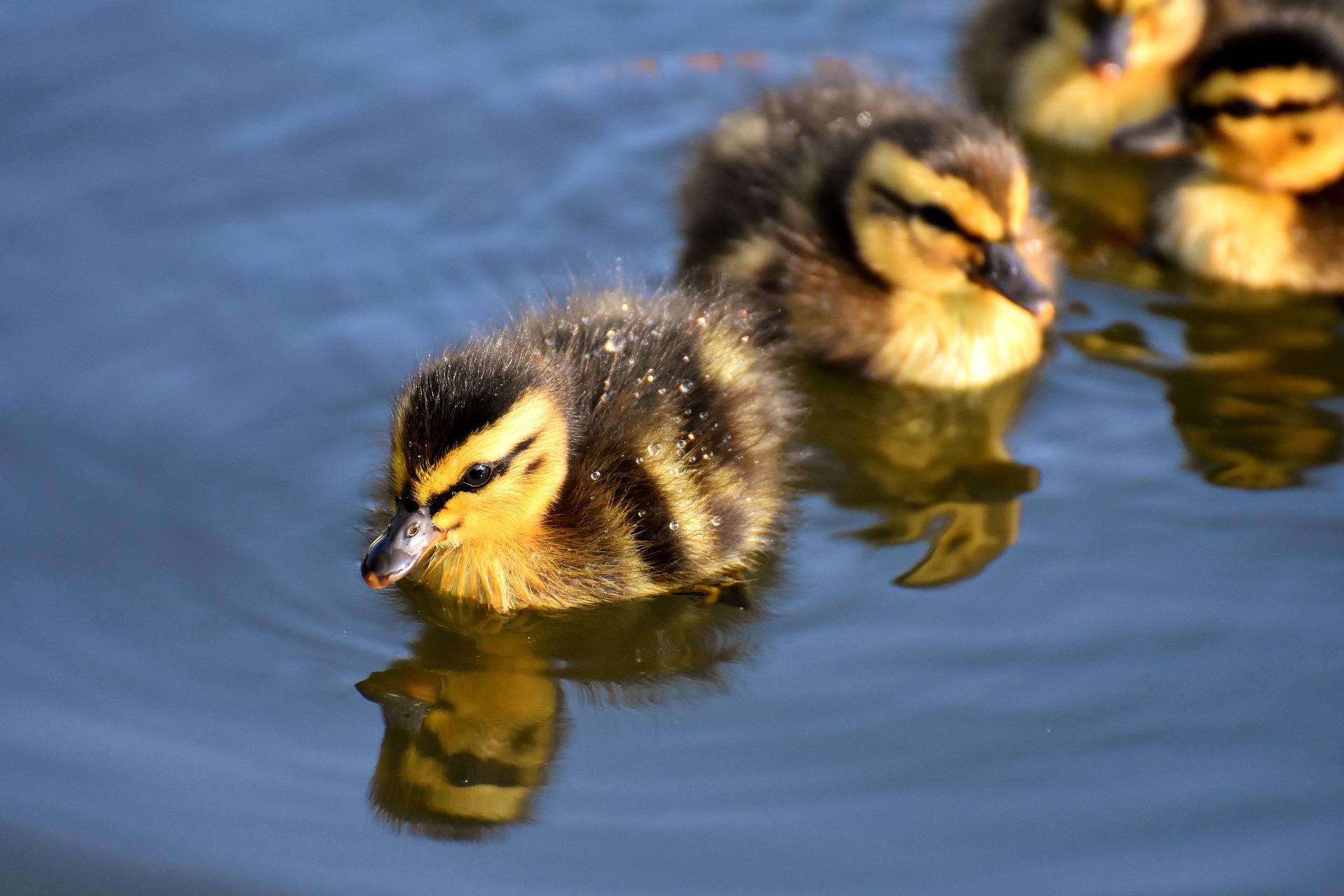Ducklings gdb5cf2042 1920