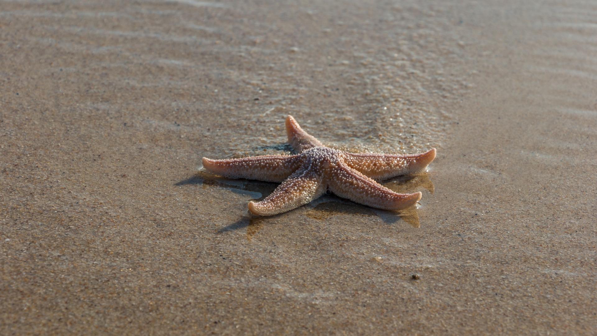 Etoile de mer