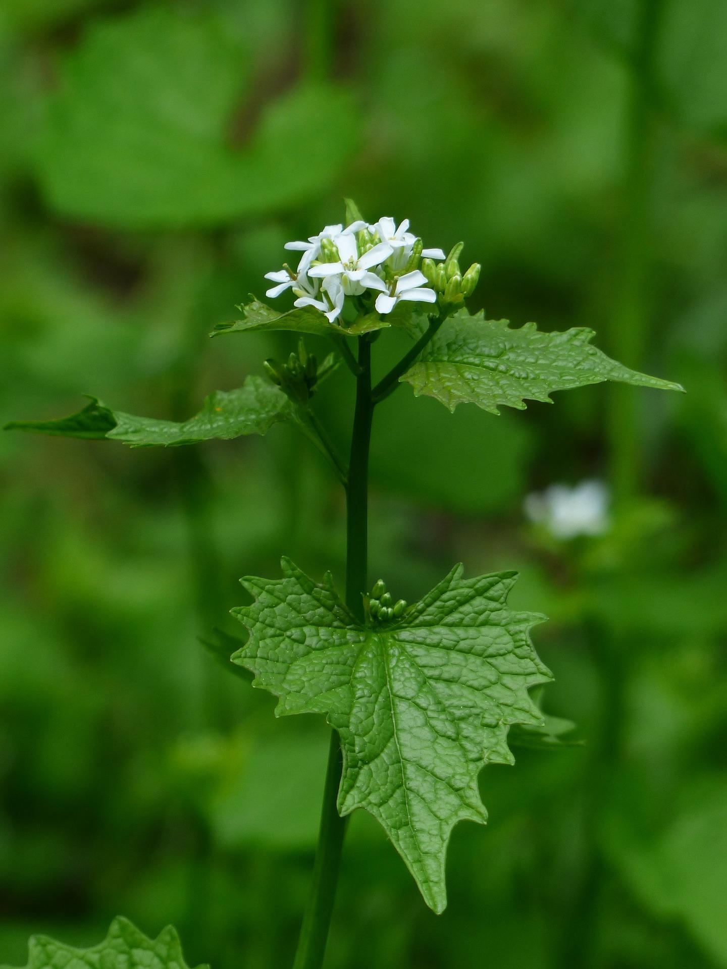 Garlic mustard 115311 1920