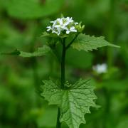 Garlic mustard 115311 1920