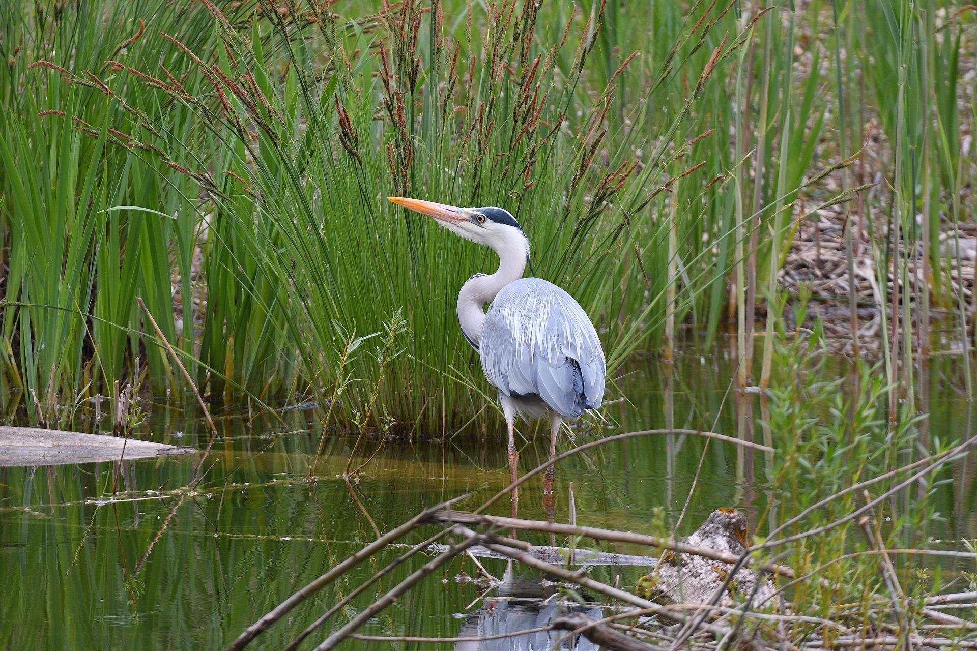 Grey heron g5548d7fa0 1920