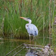 Grey heron g5548d7fa0 1920