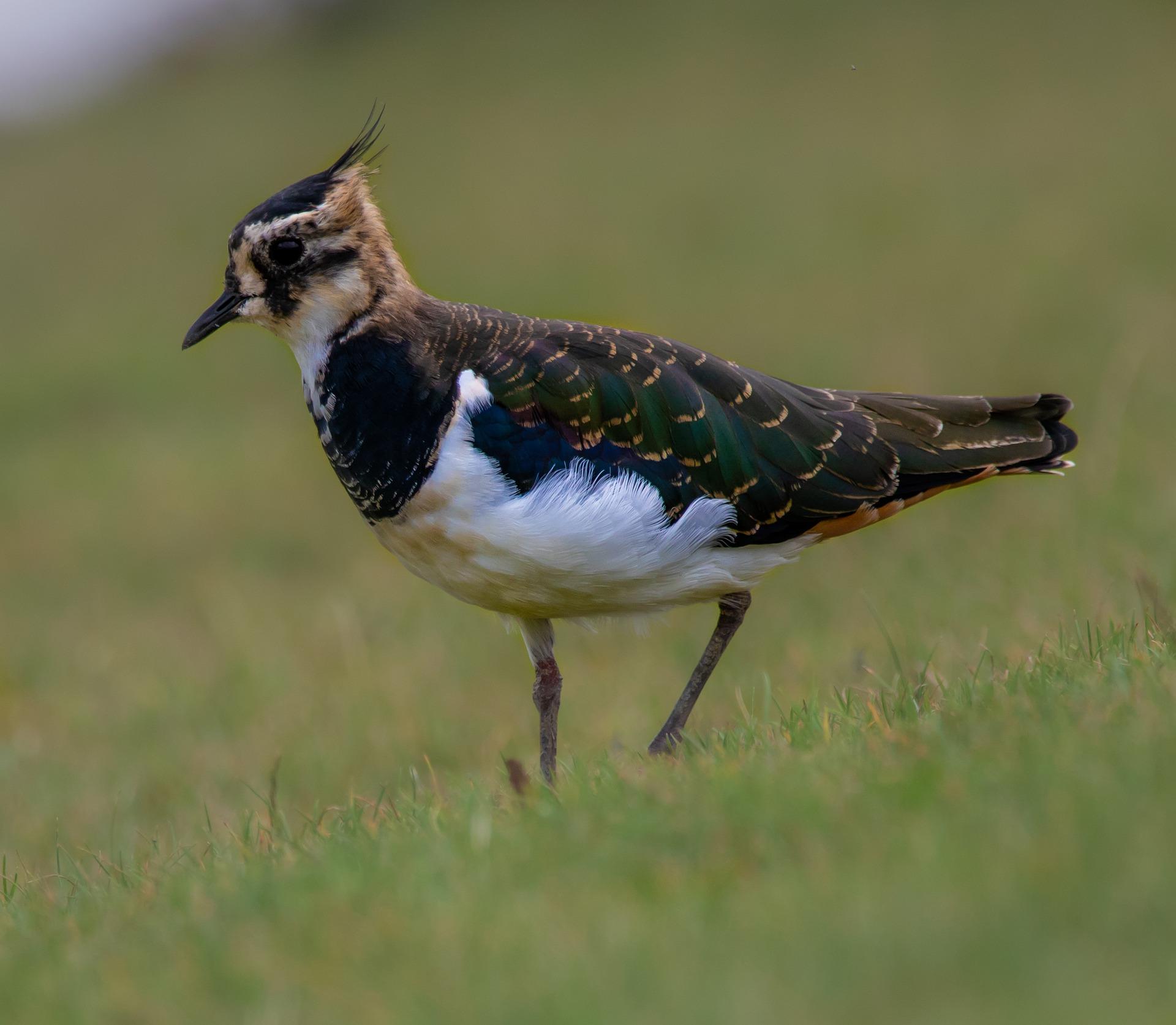 Lapwing g2a4739089 1920