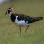 Lapwing g2a4739089 1920
