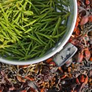 Samphire 1164952 1920