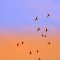 Swan g38d0eb4fc 1920